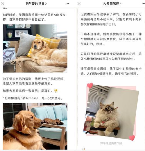 如何打造一个成功的宠物自媒体
