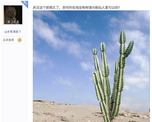 抱树养生法：自然疗愈的身心平衡之道